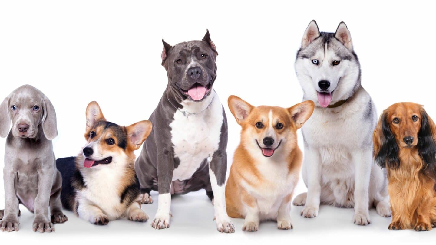 Dogs